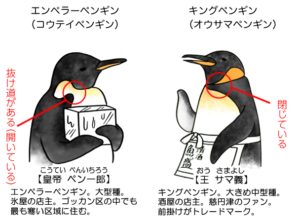 コウテイペンギンとキングペンギンの違い 覚え方と豆知識