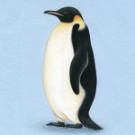 コウテイペンギンとキングペンギンの違い・覚え方と豆知識