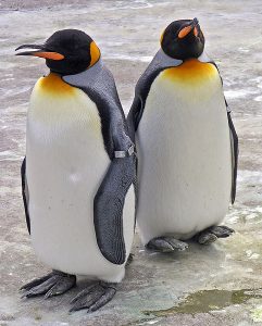 コウテイペンギンとキングペンギンの違い 覚え方と豆知識