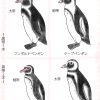 そっくり！？ フンボルトペンギン・ケープペンギン・ガラパゴスペンギン・マゼランペンギン見分け方