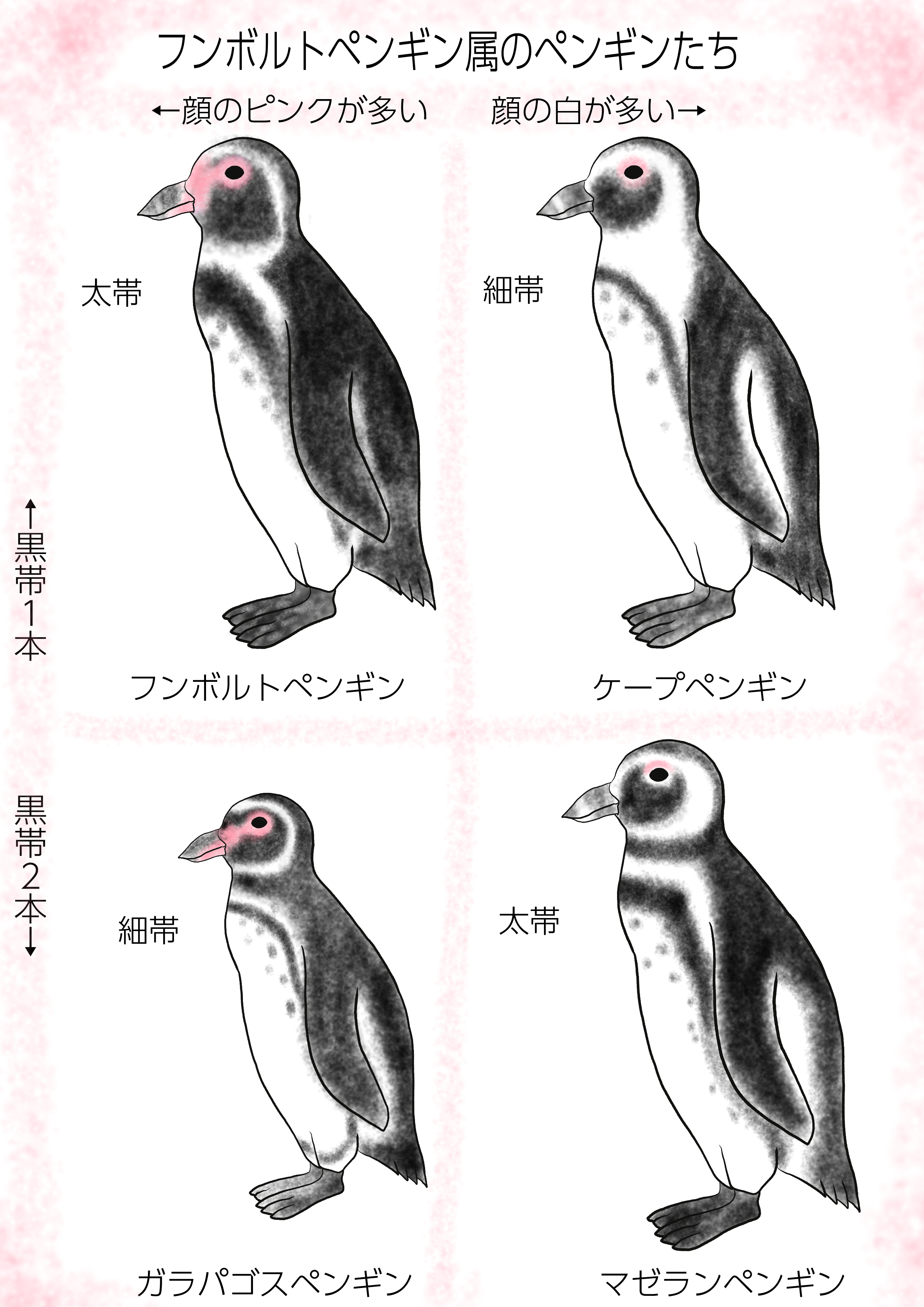 そっくり フンボルトペンギン ケープペンギン ガラパゴスペンギン マゼランペンギン見分け方