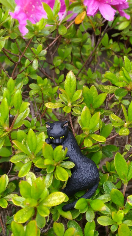 黒猫写真