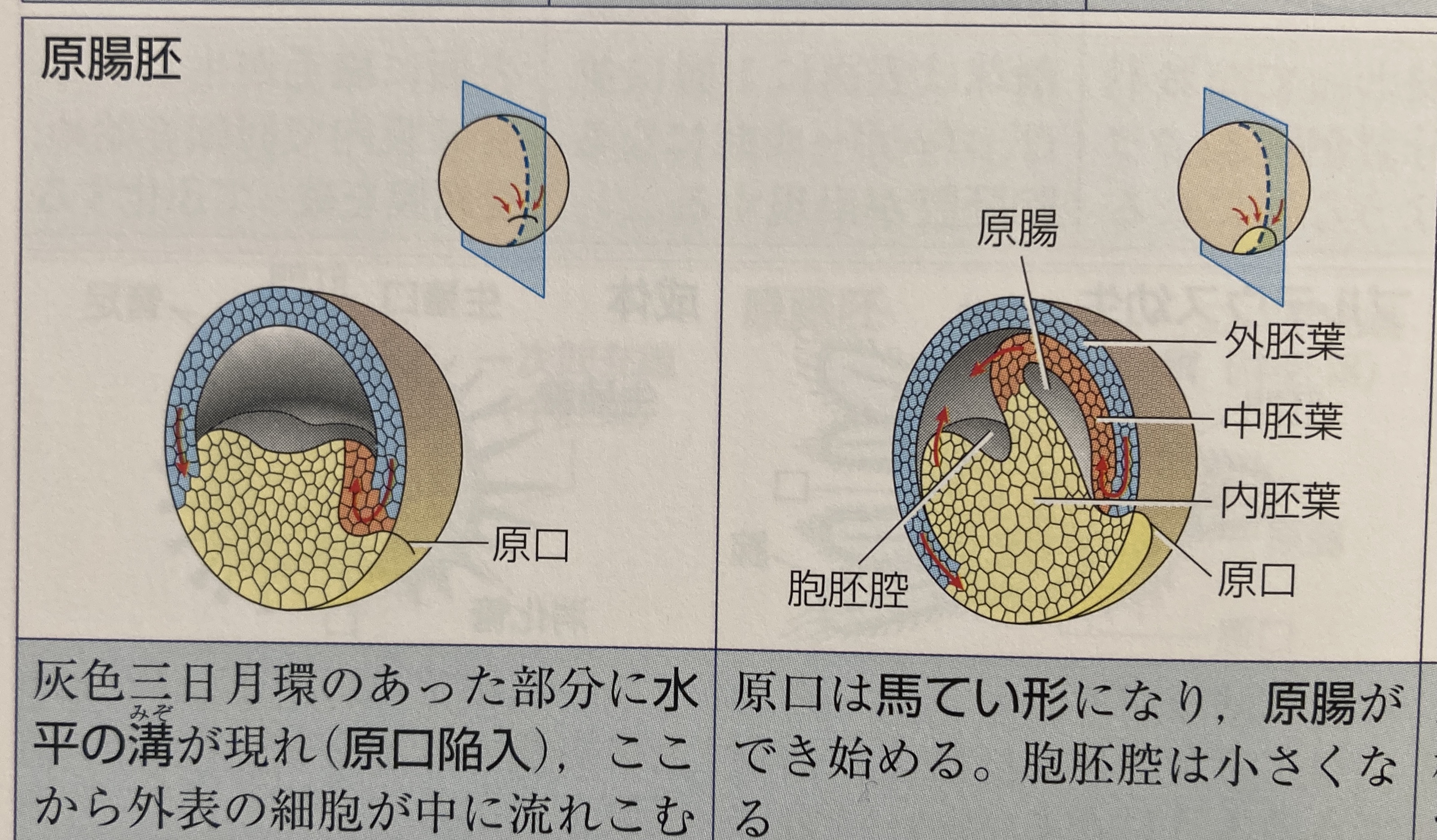 がいはいよう