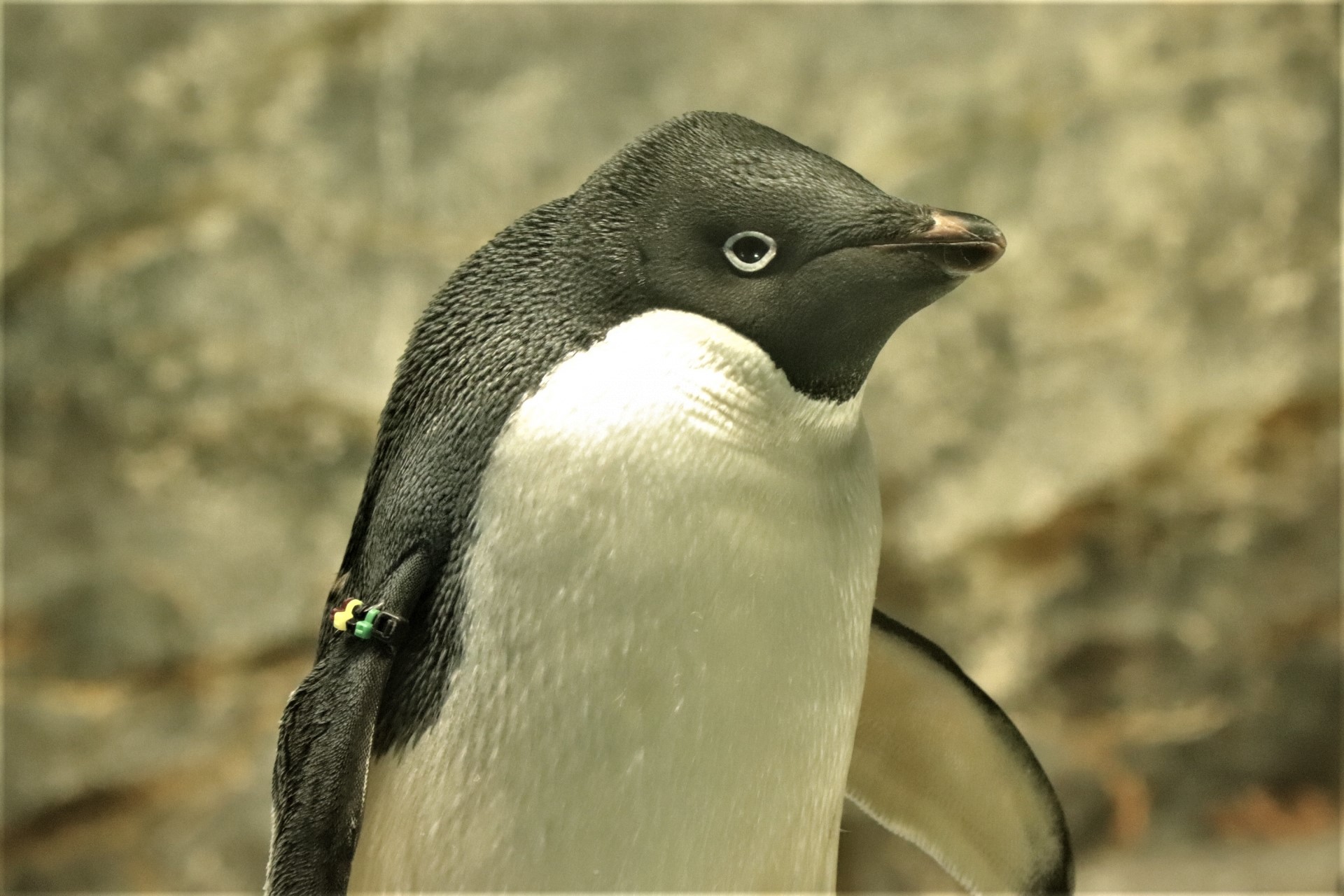 アデリーペンギンの夫婦は交代で卵を温める 南極大陸の営巣地で