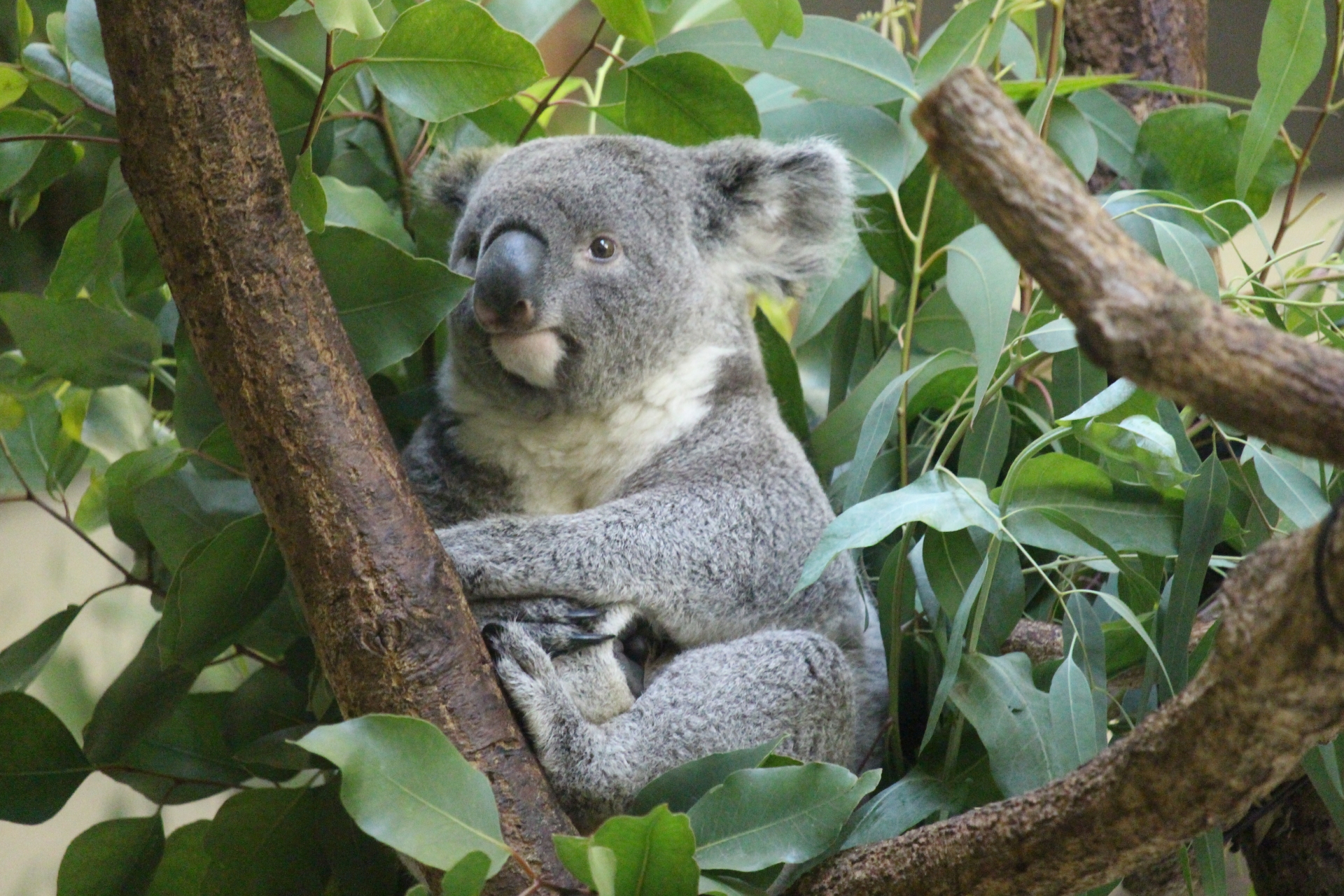 コアラはなぜ毒のあるユーカリを食べるのか ２メートルの盲腸と時間の睡眠