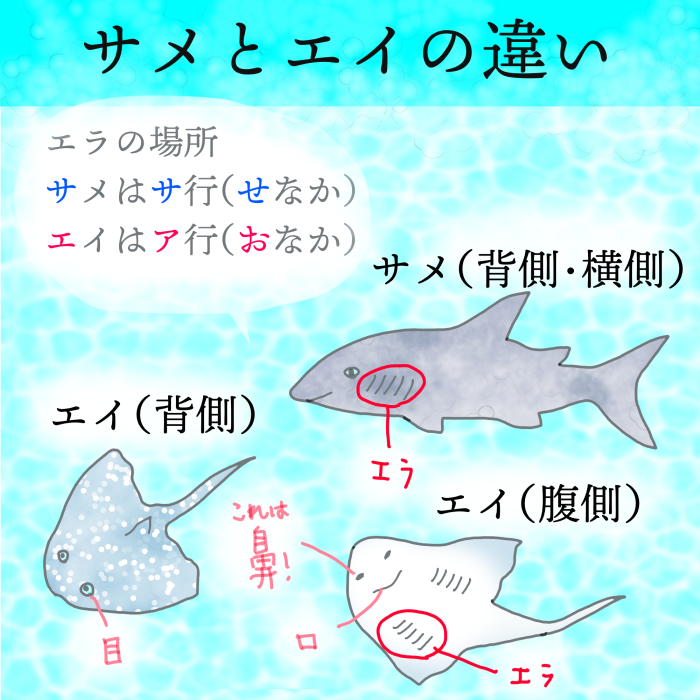 サメとエイの違い、見分け方、覚え方を図解したイラスト　illustration by Ukyo SAITO ©斎藤雨梟
