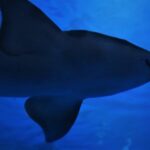 サメ〜サメ類の繁殖生態は脊椎動物の進化と同じだった？