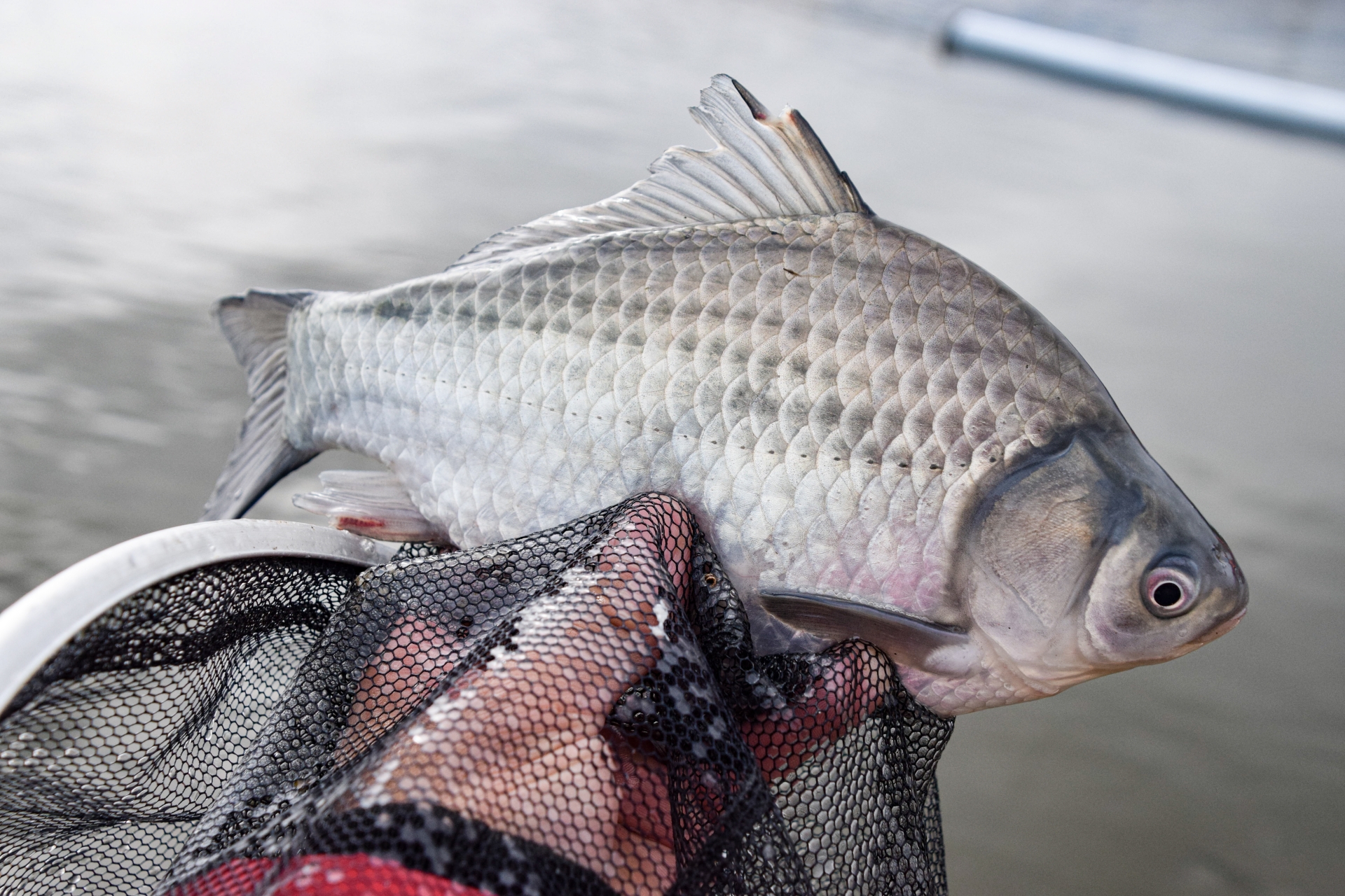 フナ 大量に釣れたフナをどうやって保存するか夫婦喧嘩した結果 文化が生まれた