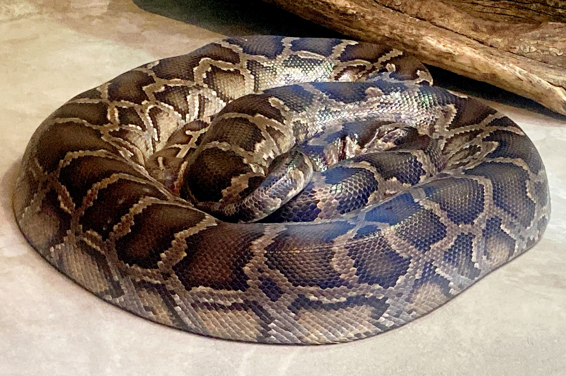 ヘビ 神様に睨まれたヘビ