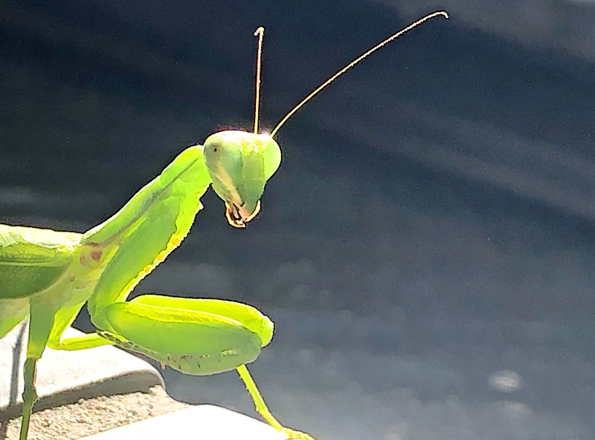 カマキリ〜ちょっとだけ人生が豊かになった気がするアマチュア研究