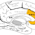 心・脳・機械（16）情動と神経系（哺乳類・前帯状皮質）