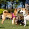 イヌ〜犬も歩けば棒に当たる