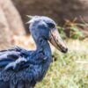 ハシビロコウ〜ハシビロコウが動かないだけで人気なのは納得いかないけど面白い生き物ですよね