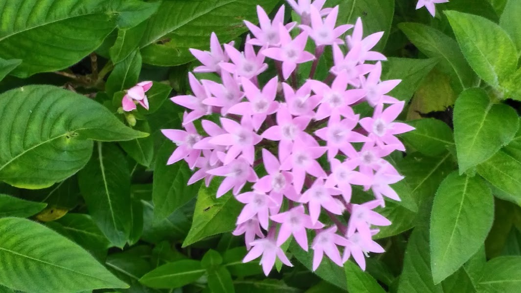 星の花