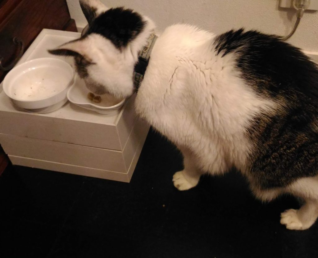 二十歳の猫ムギ、腎不全のお薬入りご飯を食べる