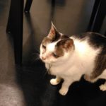 猫が二十歳になった。うれしくて泣きそう。にゃ~~~!!