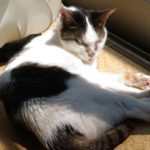 昔は乱暴猫だったムギ。二十歳になった今はすっかりおとなしい猫に。