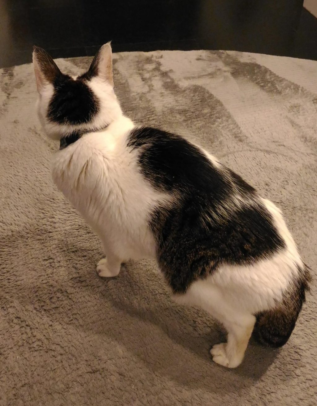 20歳の猫ムギ。後ろ姿。かわいい。