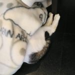 皮下輸液開始2ヵ月後の血液検査結果~20歳の猫ムギ~
