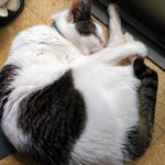 二十歳の猫、ムギ、長生きの理由?