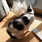 高齢猫、体重減少との戦い。~20歳の猫ムギのブログ~