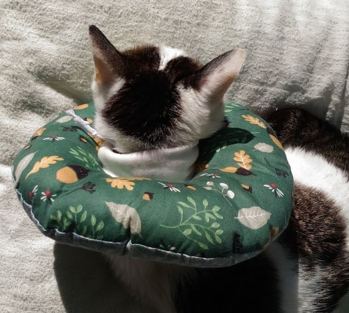 20歳の猫ムギのエリザベスカラー