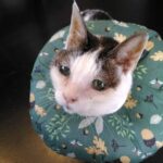 肛門腺破裂再発と猫にやさしいエリザベスカラー
