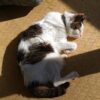 ミラタズ軟膏(レメロンと同成分の、猫の耳に塗る食欲増進剤