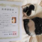 猫の長寿表彰状。日本動物愛護協会から18歳以上の猫さんに♪