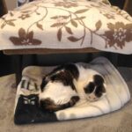 愛猫の葬儀場を探す【21歳の猫ムギのブログ】