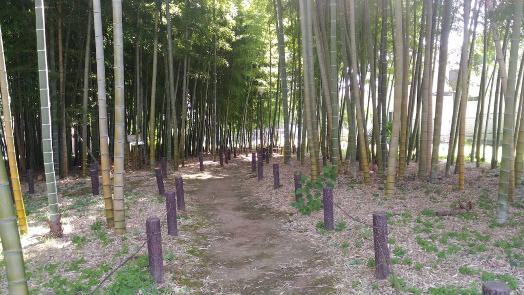 観蔵院近くの竹林
