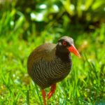 ヤンバルクイナ 〜飛ばなくてもいいから飛ばない。あなたの周りにそんなヤンバルクイナのような男はいませんか?