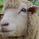 ヒツジ〜毛も肉も利用できる素晴らしい生き物ですが、利用方法を間違えると……