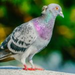 ハト〜平和の象徴であるハトと人間の共存を模索する