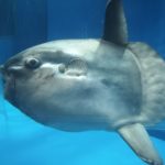 マンボウ〜最弱伝説はどのように創られたのか