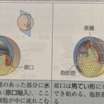 夏休み特別編〜いぼ痔が痛いか痛くないかの分かれ道は発生過程における外胚葉由来か内胚葉由来かである理由
