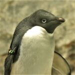 アデリーペンギン〜アデリーペンギンは「人でなし」か?