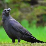 カラス〜カラス、なぜ鳴くの。カラスの勝手でしょ。